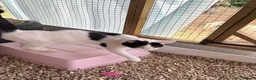 Mixed Breed cats for sale: Rescue Cat and her 3 adorable kittens need homes. - Advert 12