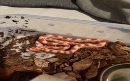 Corn Snake reptiles for sale: 18 beautiful amel Cornsnakes  - Image 14