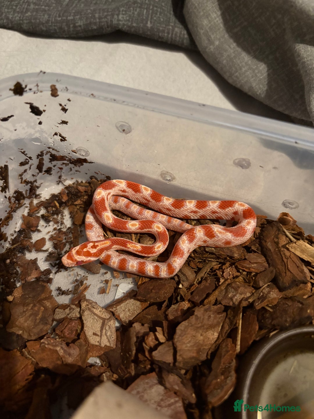 Corn Snake reptiles for sale: 18 beautiful amel Cornsnakes  - Image 14