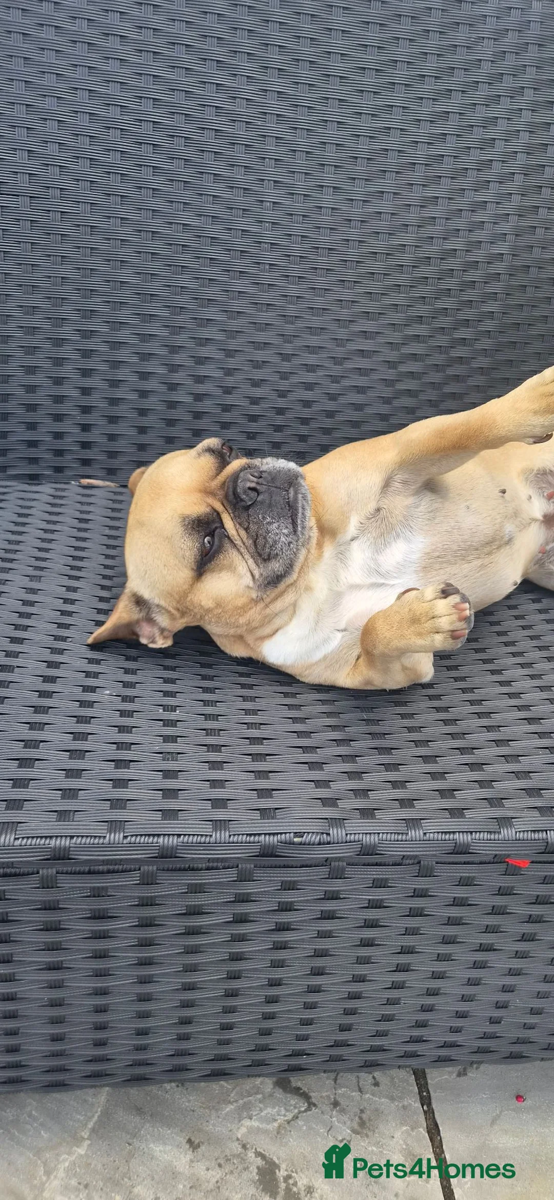 French Bulldog dogs for sale: Bella 5 year old French Bulldog - Advert 2