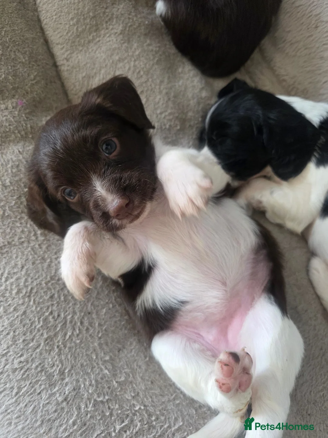 English Springer Spaniel dogs for sale: Stunning litter of English Springer Spaniels  - Advert 2