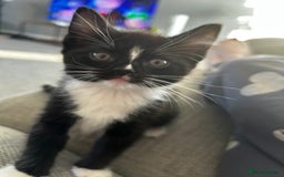 Ragdoll cats for sale: Ragdoll cross kitten (male) - Image 1