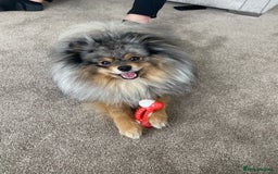 Pomeranian dogs for stud: Merle Pomeranian Stud  in Liverpool - Image 14