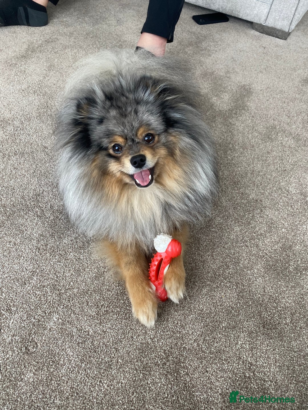 Pomeranian dogs for stud: Merle Pomeranian Stud  in Liverpool - Image 14