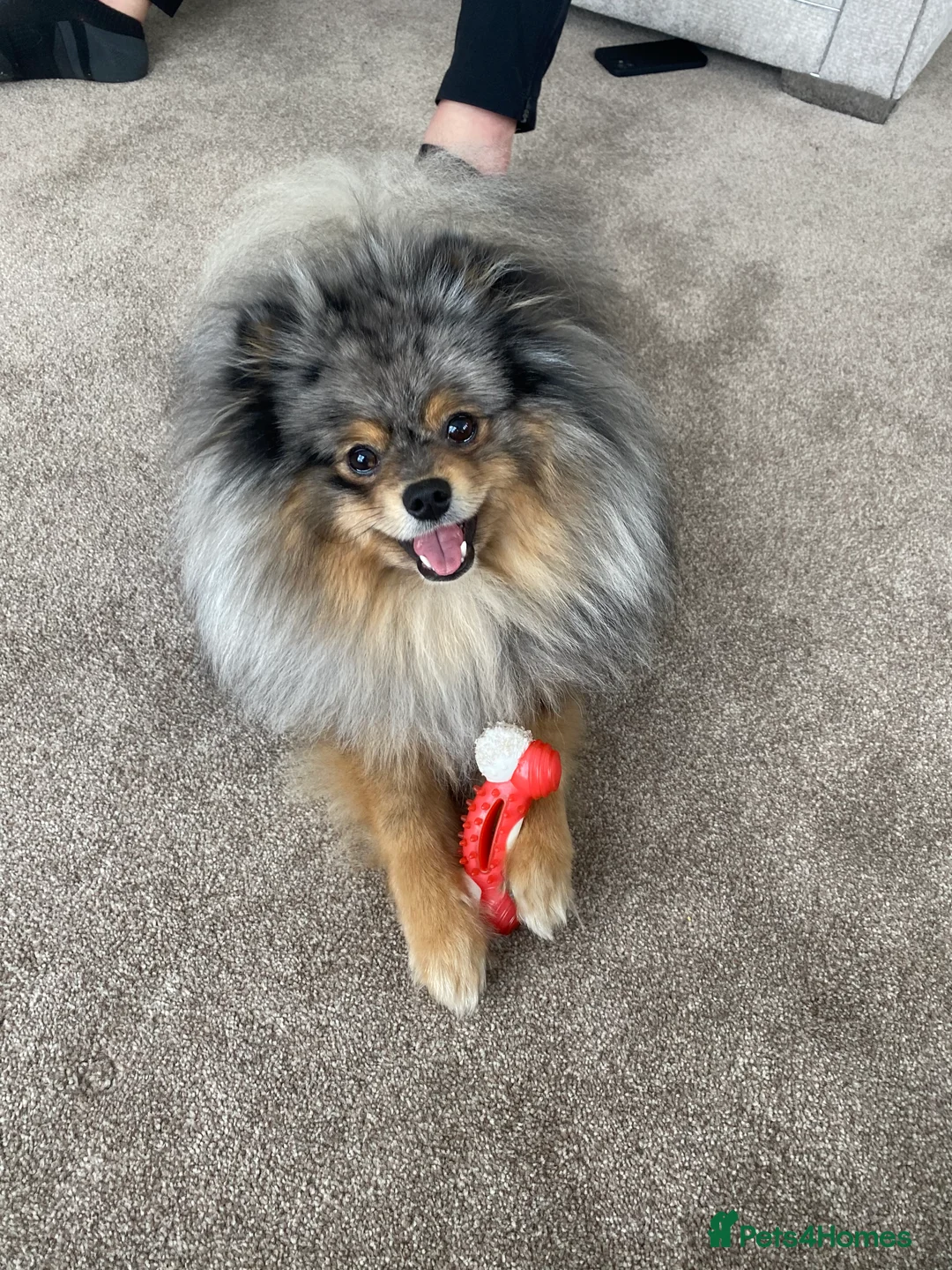 Pomeranian dogs for stud: Merle Pomeranian Stud  in Liverpool - Advert 15