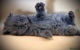 British Shorthair cats for sale: Gorgeous little bundles of joy!  - Advert 8