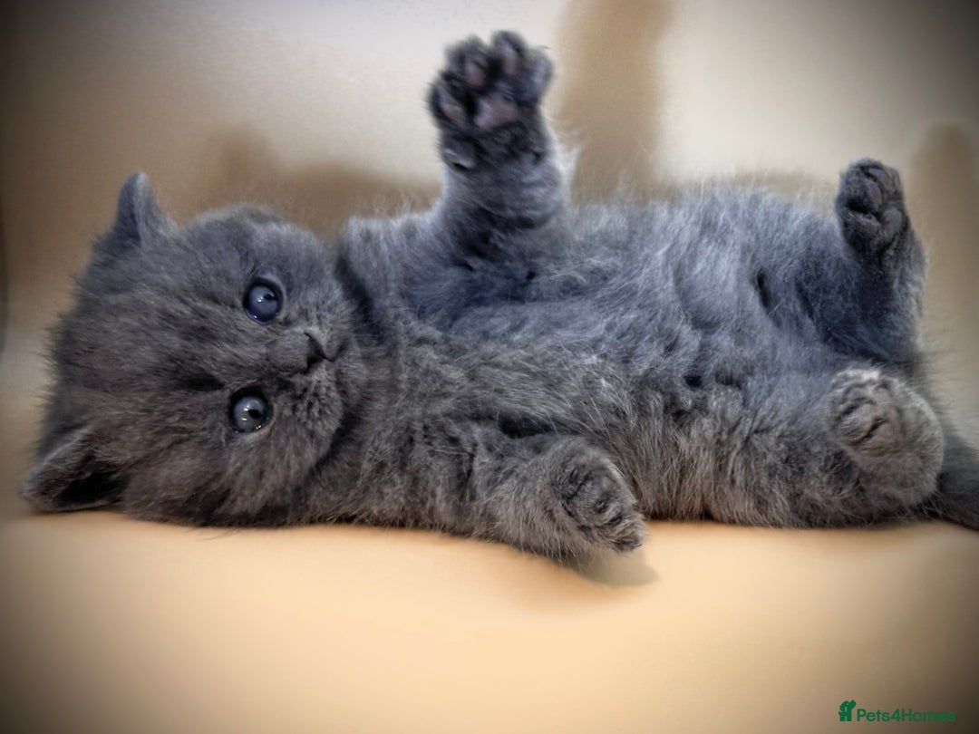 British Shorthair cats for sale: Gorgeous little bundles of joy!  - Advert 8
