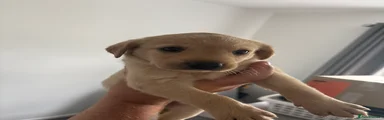 Yellow bitch 