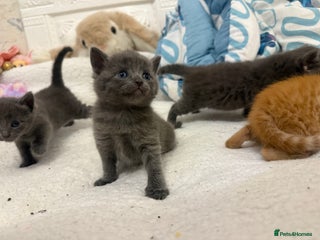 Mixed Breed cats Kittens - Advert 1