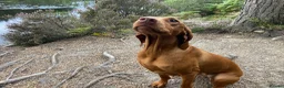 Hungarian Vizsla dogs for sale: KC Reg HV Pups, COI 1.3% ,Hip Scored For Sale in Peterlee - Advert 6