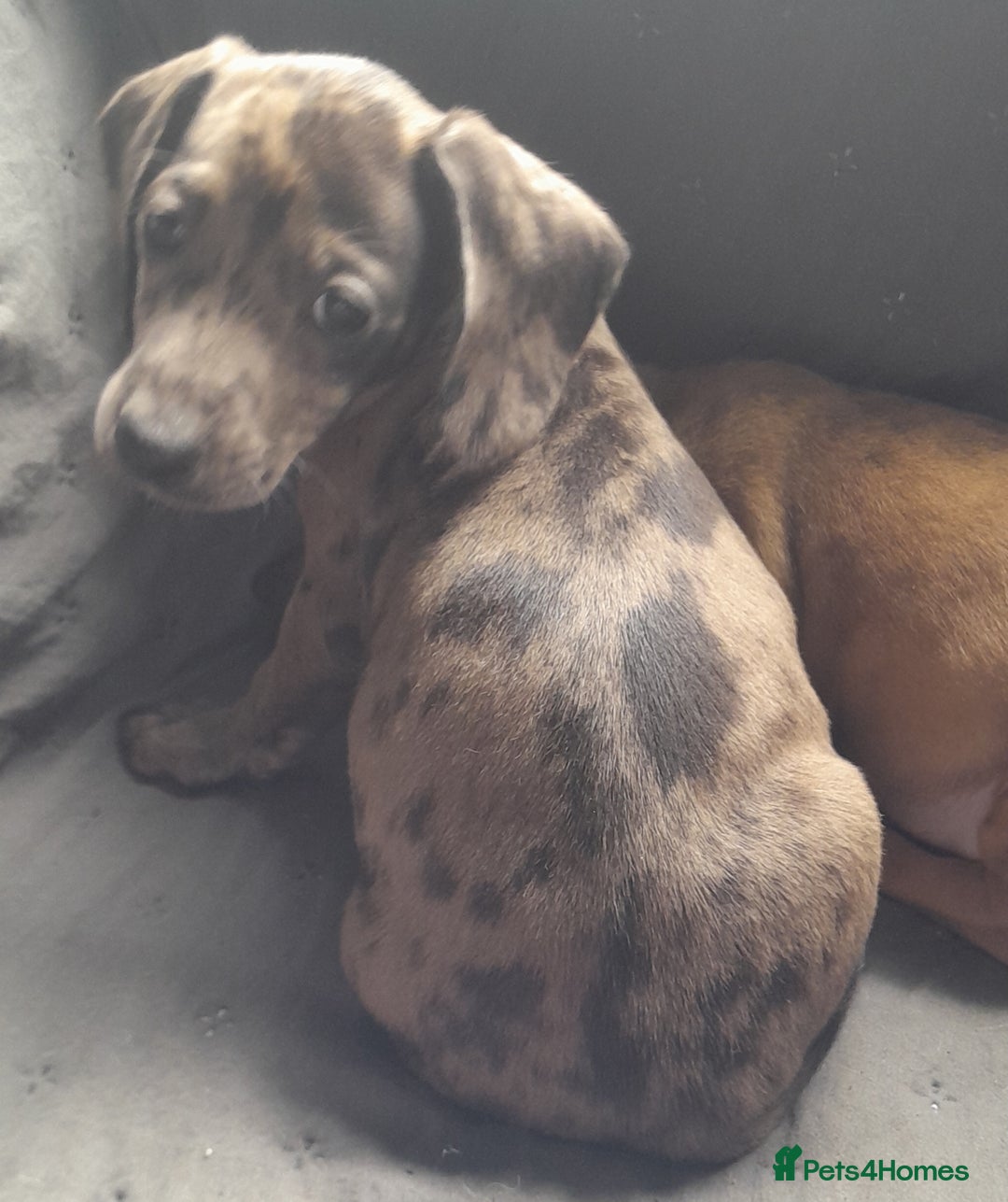 Miniature Dachshund dogs for sale: Miniature dachshund ( sausage dog) puppies - Image 1
