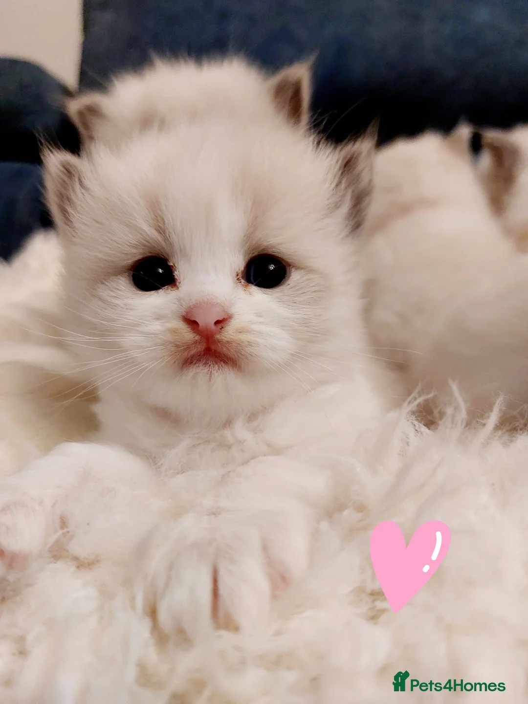 Ragdoll cats for sale: Beautiful Purebred Ragdoll Star-Quality Kittens - Advert 5