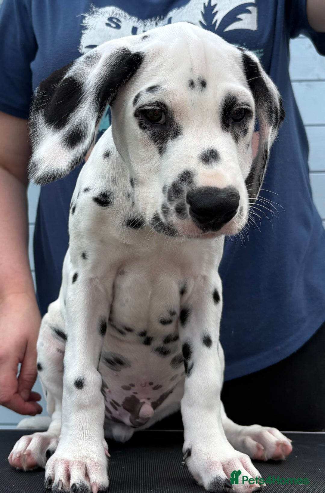 Dalmatian dogs for sale: One gorgeous KC registered Dalmatian puppy - Image 5