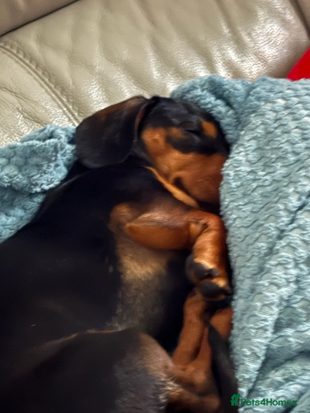 Miniature Dachshund dogs for sale: Mr Max - Advert 3
