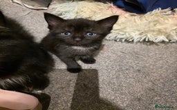 British Longhair cats for sale: 7 kittens boys and girls. British longhair cross  - Image 12