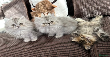 Persian cats 4 cuddly, petite Persian girls💗 - Advert 10