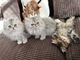 Persian cats 4 cuddly, petite Persian girls💗 - Advert 5