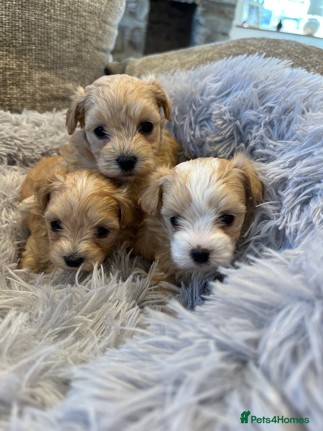 Maltipoo dogs for sale: F1 Tiny Maltipoo champagne puppies - Advert 1