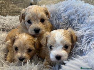 Maltipoo dogs F1 Tiny Maltipoo champagne puppies - Advert 13