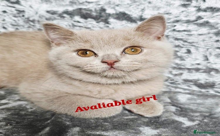 British Shorthair cats - Advert 4