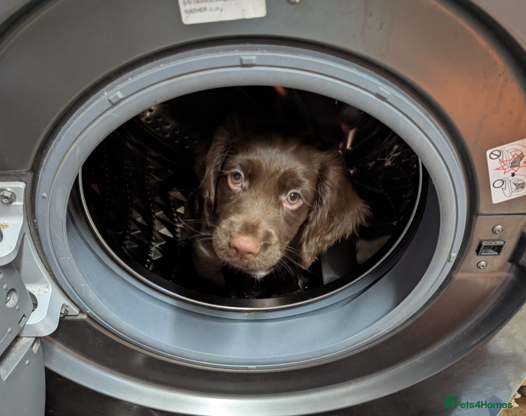 Cocker Spaniel dogs for sale: 3 Girls Looking For Loving Homes - Image 22