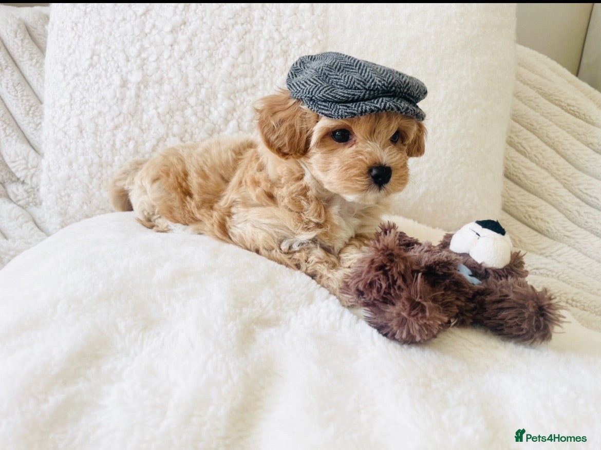 Maltipoo dogs Stunning F1 Toy Maltipoo Puppies - Boy & Girl - Advert 1