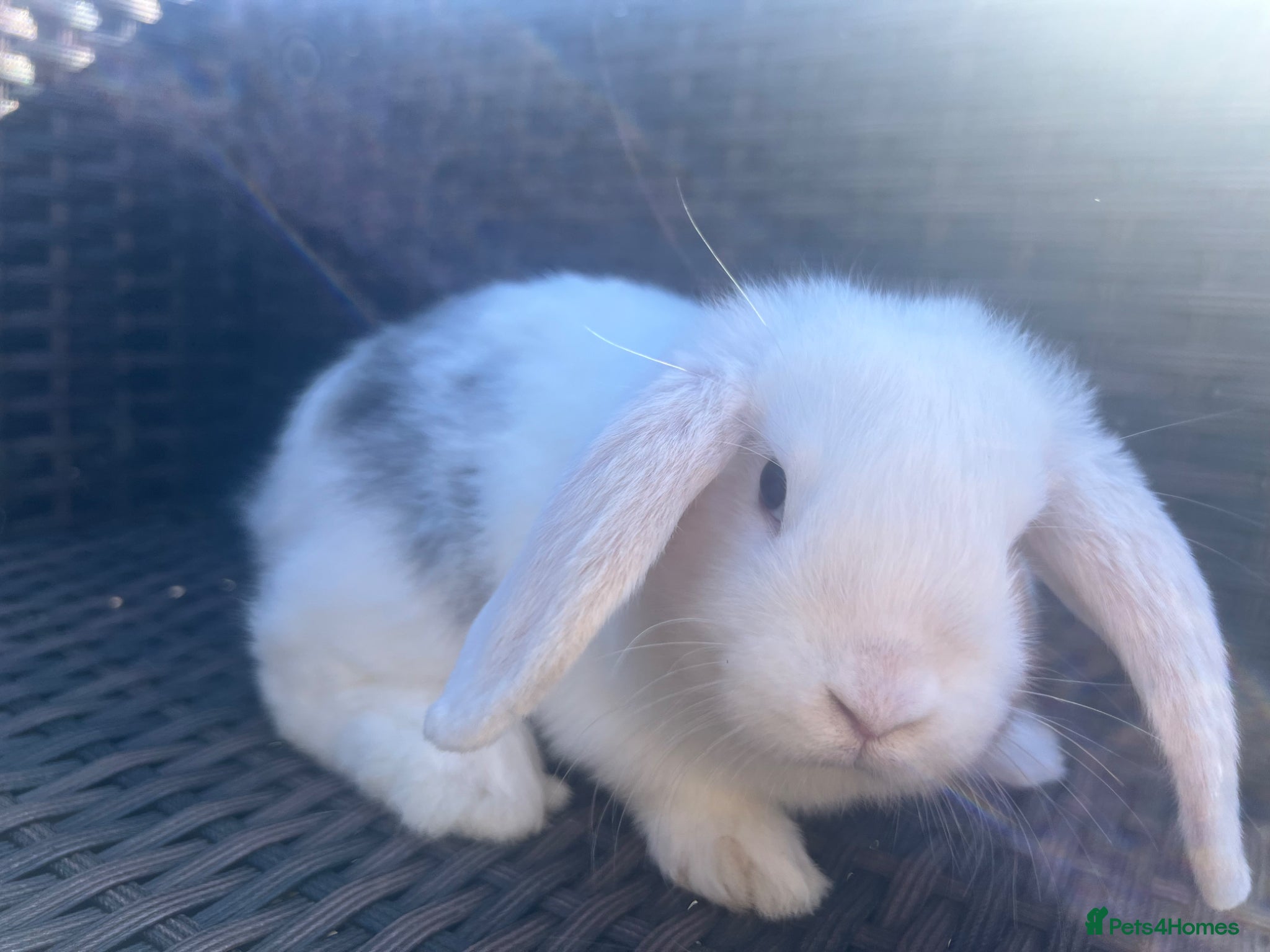 Mini Lop rabbits Beautiful Baby Mini Lops - Advert 1