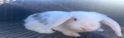 Mini Lop rabbits for sale: Beautiful Baby Mini Lops - Advert 2