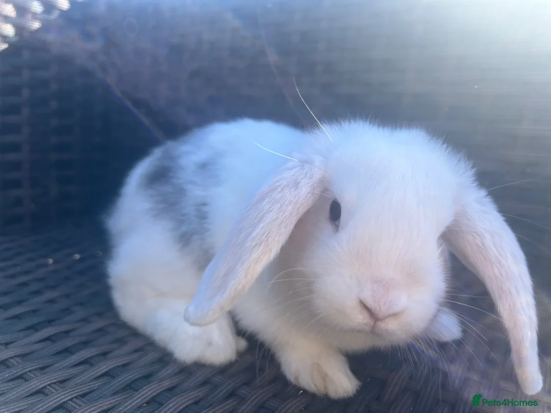 Mini Lop rabbits for sale: Beautiful Baby Mini Lops - Advert 2