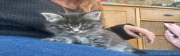 Mixed Breed cats for sale: Ragdoll x kittens  - Advert 8