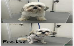 Mixed Breed dogs for sale: Gorgeous Lapso aspo cross Maltese - Image 1