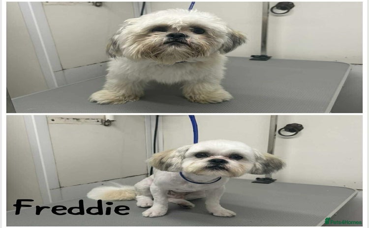 Mixed Breed dogs - Advert 1