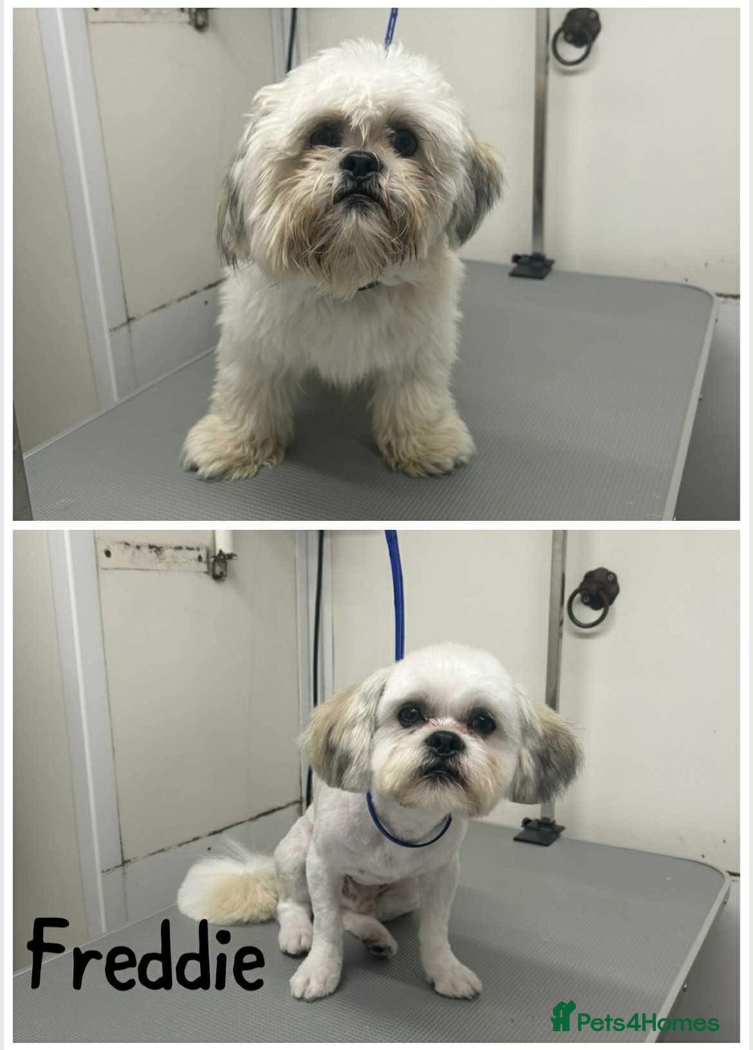 Mixed Breed dogs for sale: Gorgeous Lapso aspo cross Maltese - Image 1