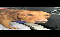 Labrador Retriever dogs for stud: Noah - Fox Red labrador pedigree -For Stud - Image 18