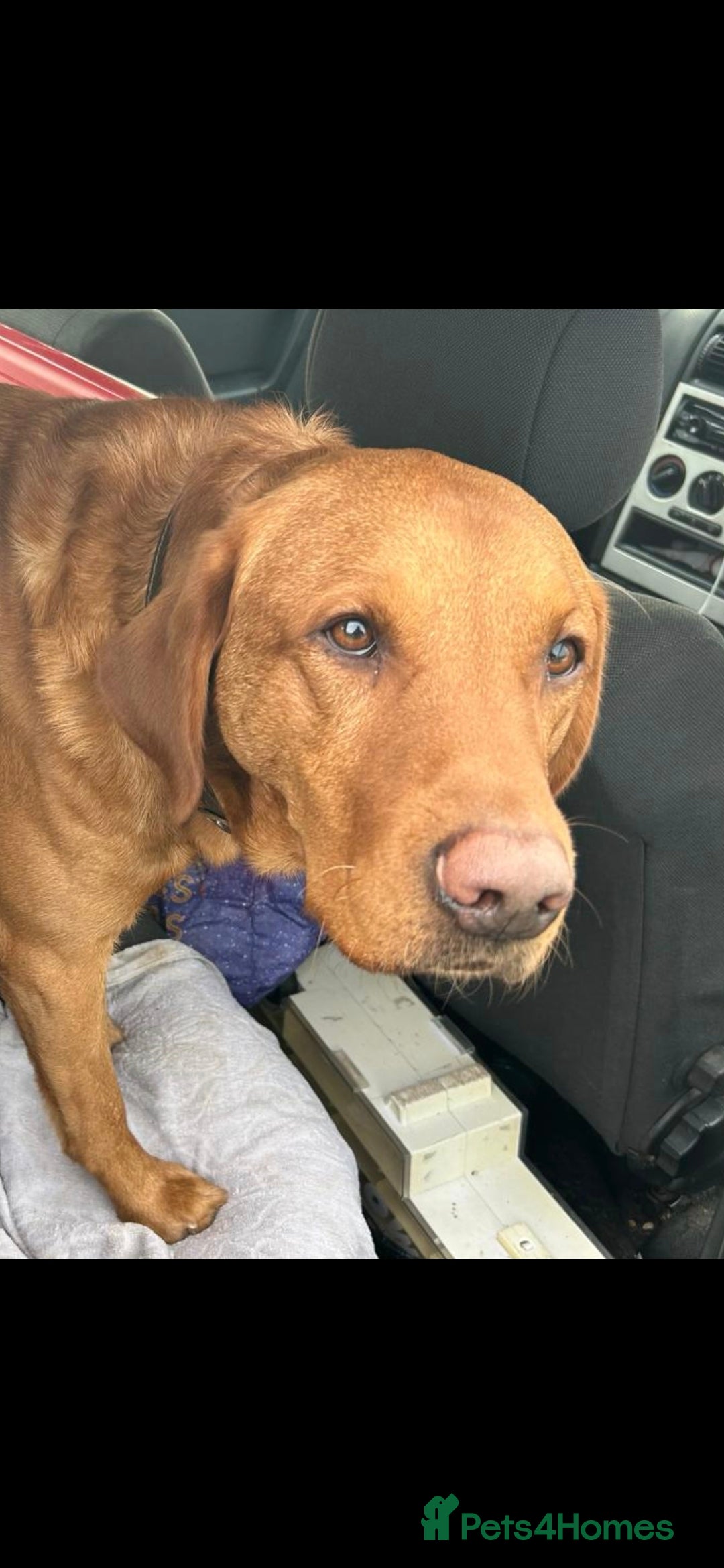 Labrador Retriever dogs for stud: Noah - Fox Red labrador pedigree -For Stud - Image 18