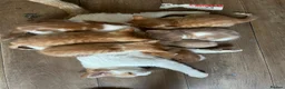 Mixed Breed cats for sale:  mixed litter of playful kittens. - Advert 9