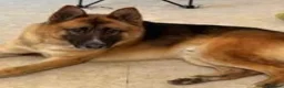 Mixed Breed dogs for sale: Adorable German Shepherd x Akita Needs loving Home - Advert 1