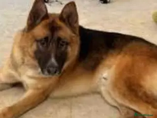 Mixed Breed dogs Stunning 1yo Shepkita Needs a Loving Home - Advert 3