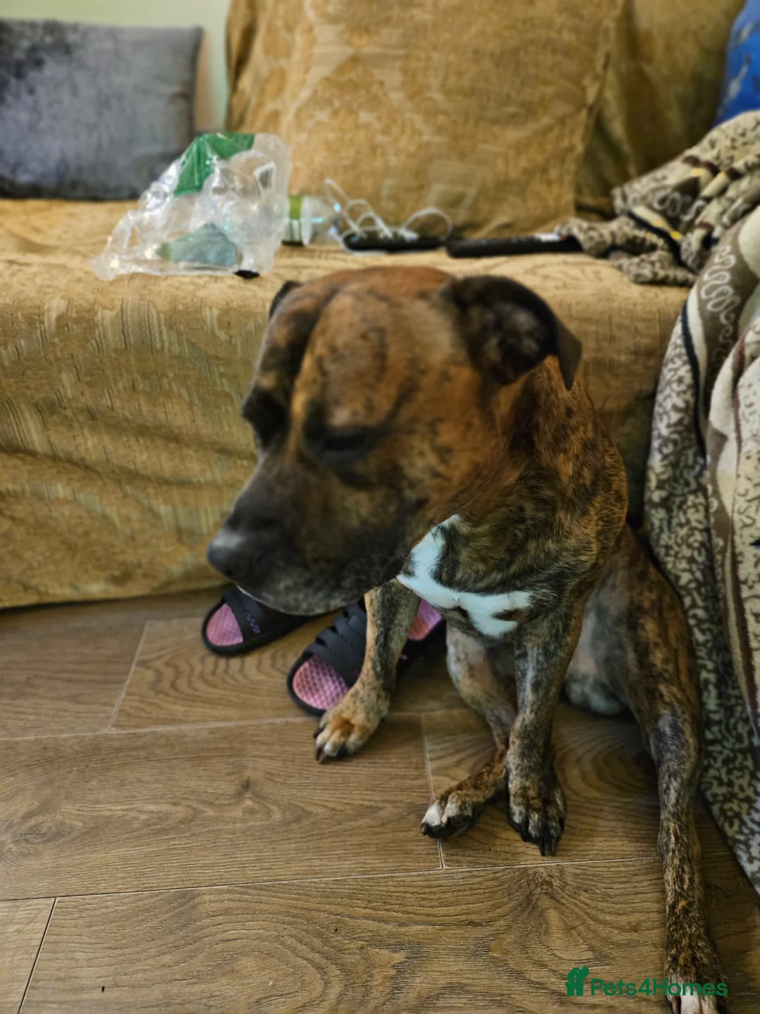 Staffordshire Bull Terrier dogs for sale: Gambit in Barking - Advert 2