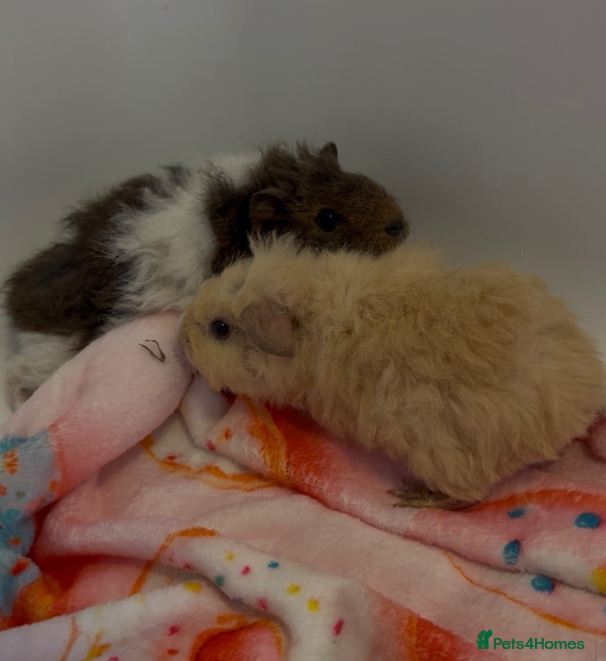 Guinea Pig rodents Beautiful Fluffy Piggies 2x Boys  - Advert 11