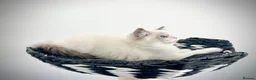 Ragdoll cats for sale: Only one kitten left! Don’t miss out! - Advert 28