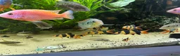 Cichlids fish for sale: Cichlids and clown loach for sale  in Ware - Advert 10
