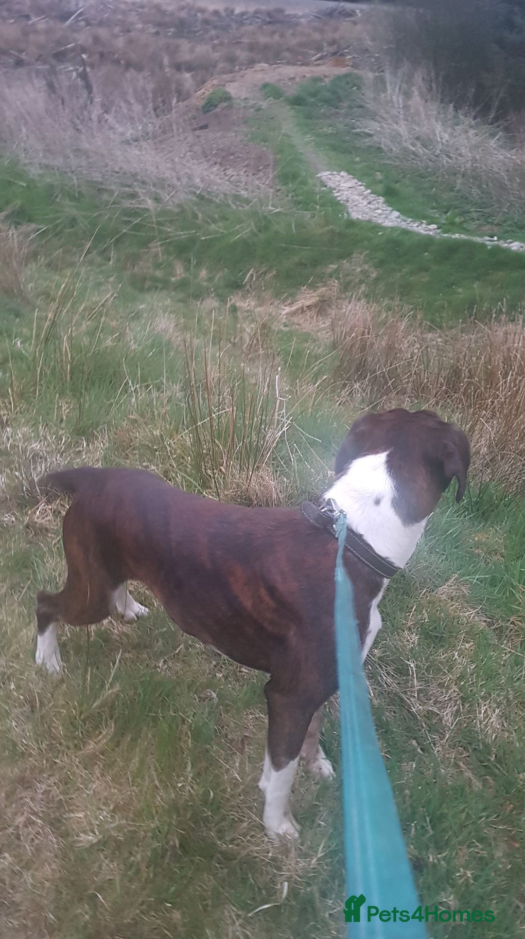 Boxer dogs for sale: Health Tested COI 1.5% KC Registered - Image 8