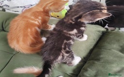 Mixed Breed cats for sale: Lovely kittens  - Image 4