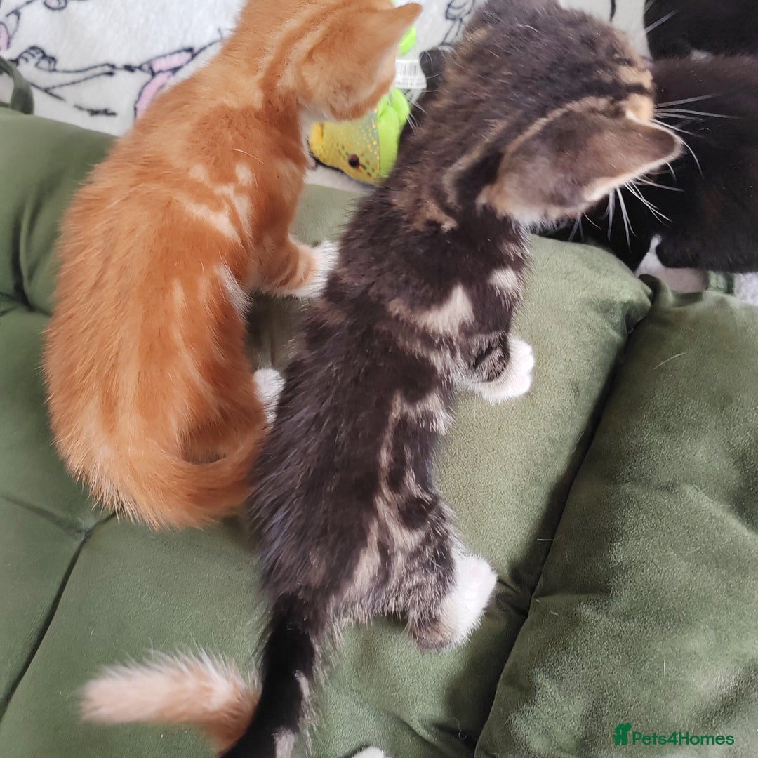 Mixed Breed cats for sale: Lovely kittens  - Image 4