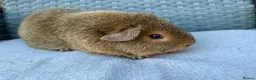 Guinea Pig rodents for sale: Sows mixed ages & breeds - Advert 5