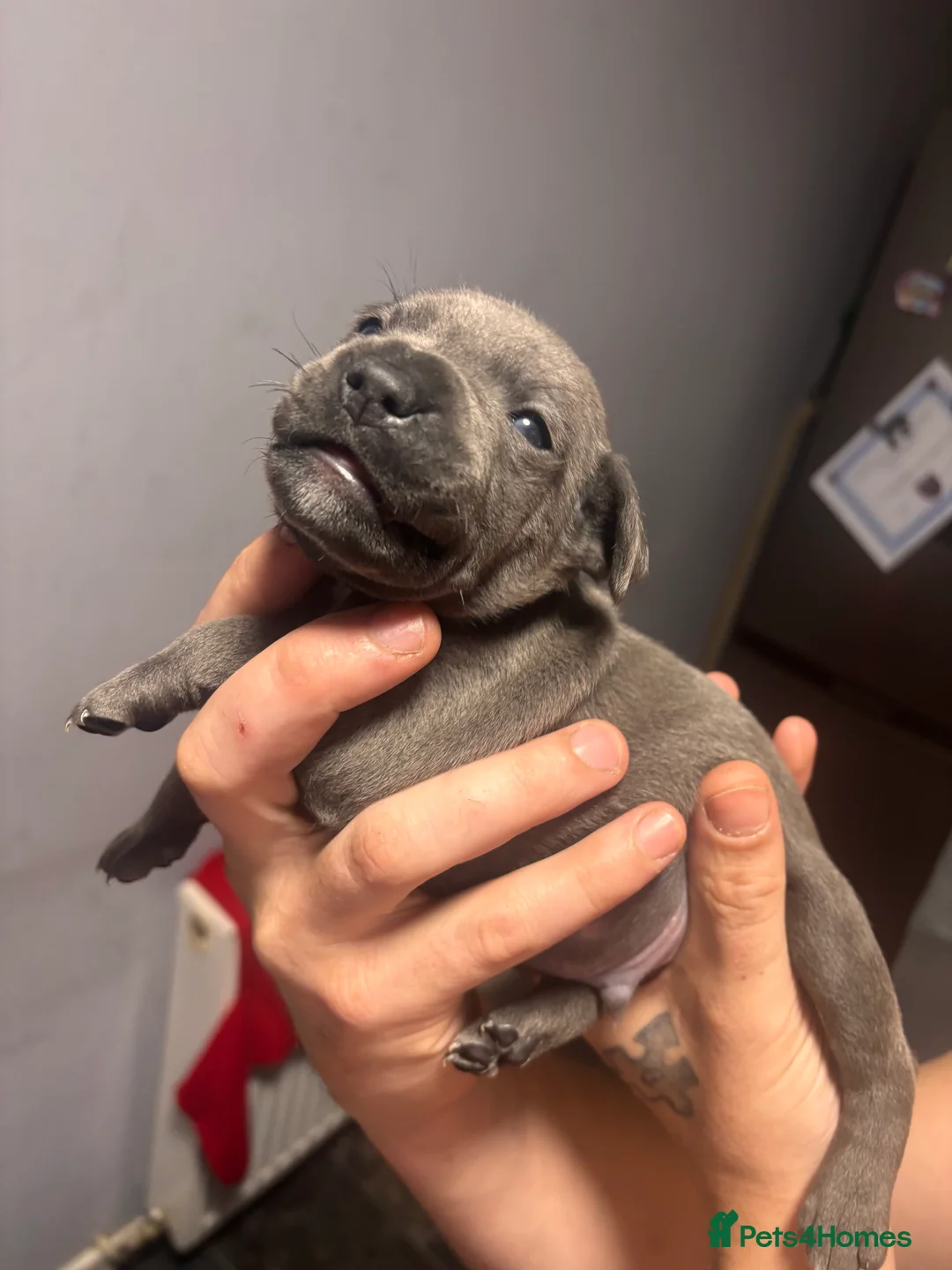 Staffordshire Bull Terrier dogs for sale: Staffordshire terrier pups  - Advert 2