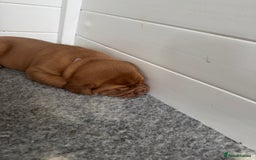 Dogue De Bordeaux dogs for sale: Stunning Quality Dogue de Bordeaux Puppies - Image 11