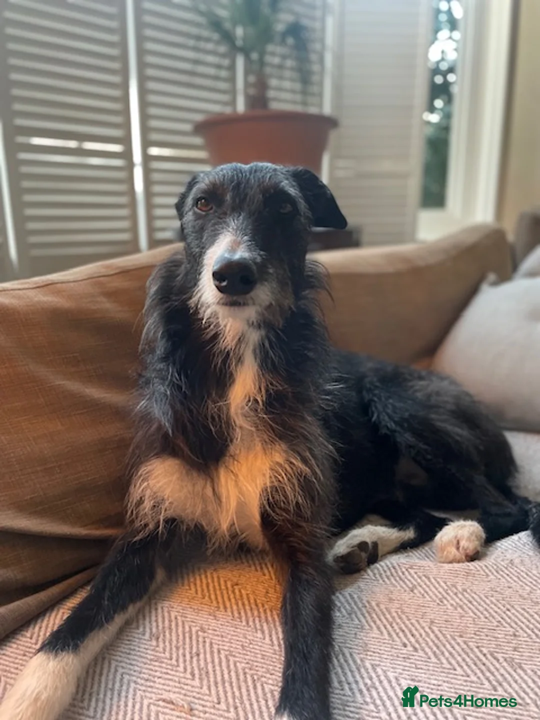 Mixed Breed dogs for stud: Collie / Lurcher for stud - Charing/ Kent  in Ashford - Advert 2