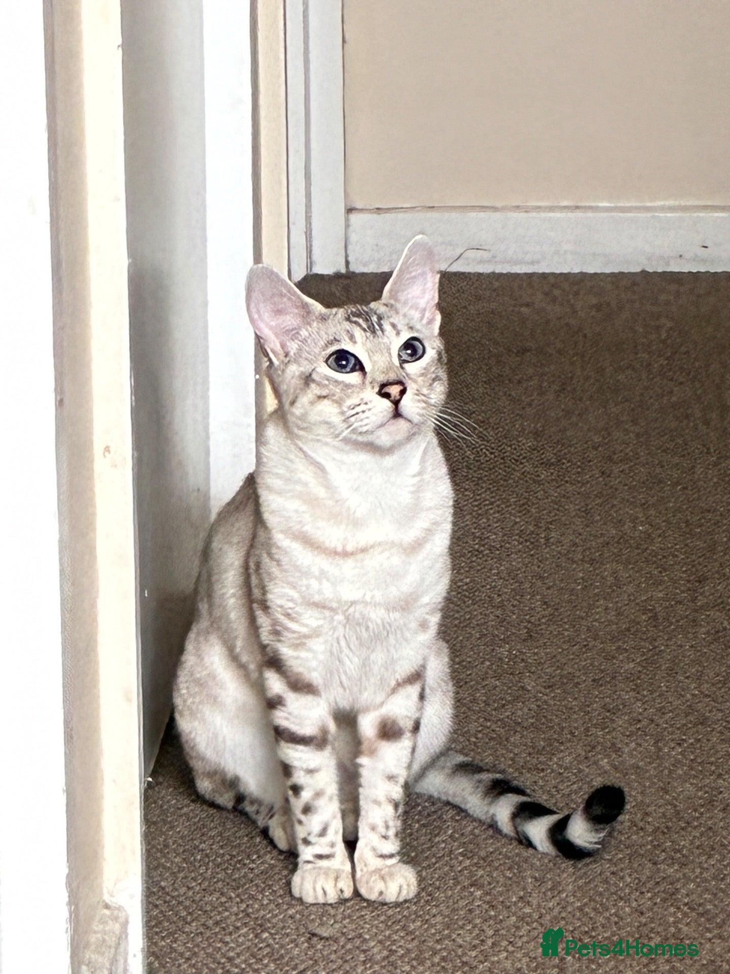 Bengal cats Female - Advert 1